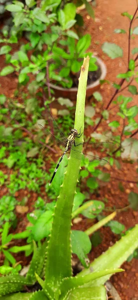 Dragonfly Aloe Leaf — Stock Photo, Image