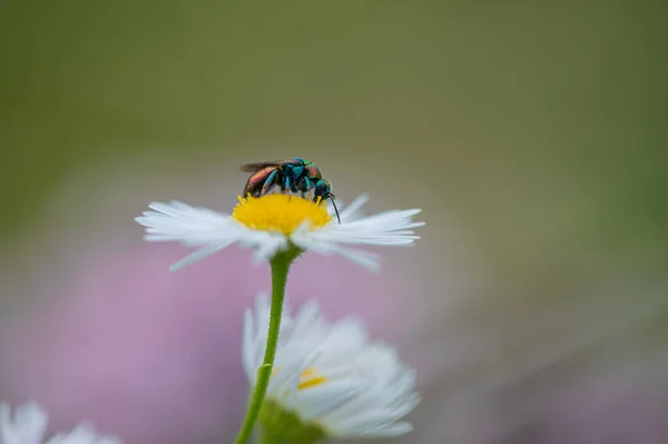 Zbliżenie Kolorowego Robaka Stojącego Małym Kwiatuszku Stokrotki Próbującego Zebrać Pyłek — Zdjęcie stockowe