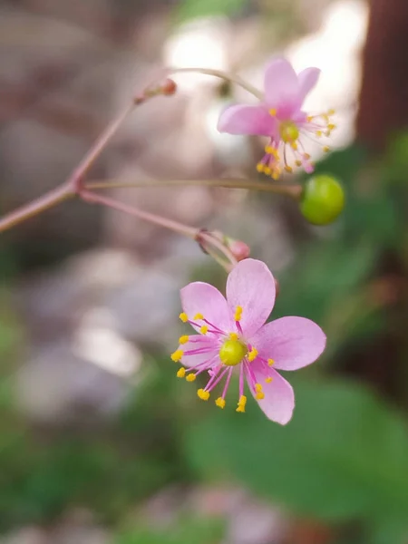 Uma Bela Vista Flor Com Pétalas Roxas Crescendo Jardim Fundo — Fotografia de Stock