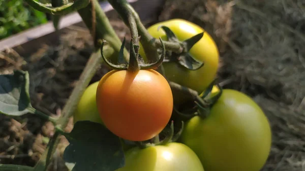 Rijpe Groene Tomaten Een Tak Met Wazige Achtergrond — Stockfoto