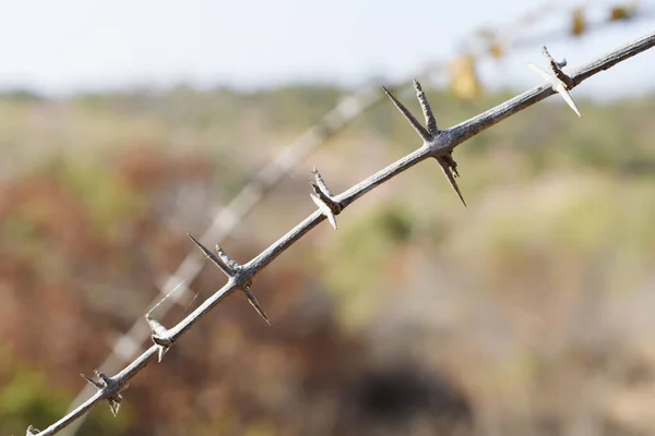 Closeup Dry Tree Branch Spikes — Stock Photo, Image