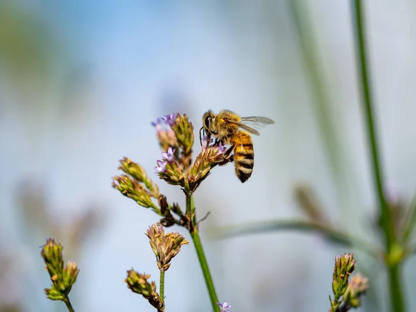 Egy Szelektív Fókusz Felvétel Egy Méhről Egy Mezei Virágról Egy — Stock Fotó