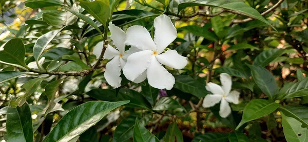 Close Flores Brancas Milkwood — Fotografia de Stock