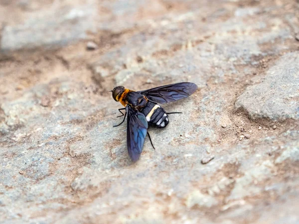 Tiro Aéreo Uma Abelha Chamada Ligyra Tantalus Descansando Uma Rocha — Fotografia de Stock