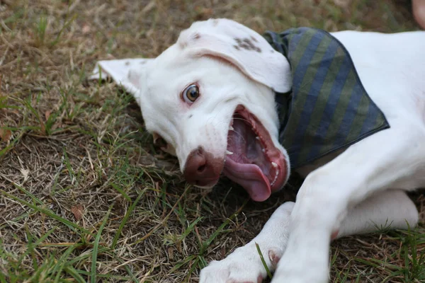美国Dallas 2017年9月17日 接近一只白色纯种的达尔马提亚小狗在公园探险 — 图库照片