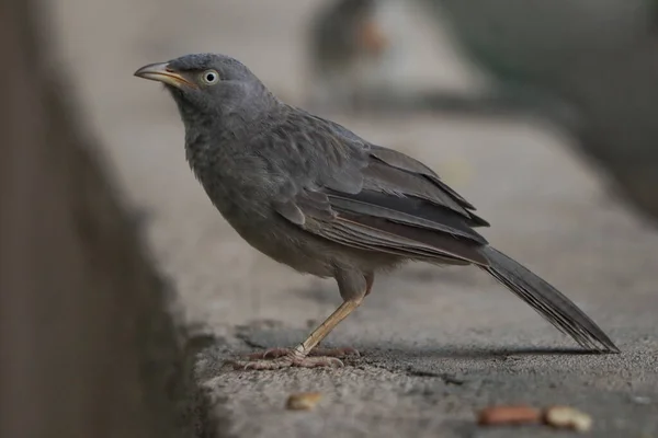 Närbild Vanlig Koltrast Trottoaren — Stockfoto