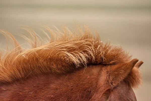 Κοντινό Πλάνο Της Χαίτης Ενός Κόκκινου Αλόγου Της Ισλανδίας — Φωτογραφία Αρχείου
