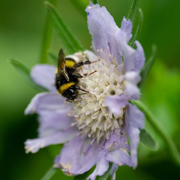 Primer Plano Una Abeja Sobre Una Flor Púrpura — Foto de Stock