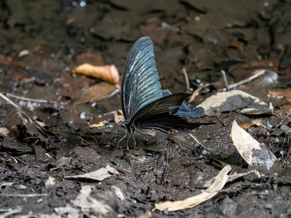 Gros Plan Une Variante Japonaise Papillon Hirondelle Obtenant Eau — Photo