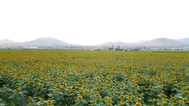 Schöne Sonnenblumen Wachsen Freien Sommerkonzept — Stockvideo