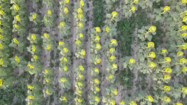 Schöne Botanische Aufnahme Natürliche Tapete — Stockvideo