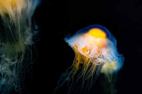 Primer Plano Una Cyanea Bajo Agua — Foto de Stock