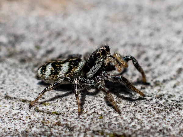 背景模糊的大蜘蛛在地面上的特写镜头 — 图库照片