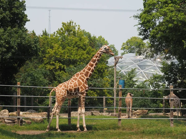 Egy Csoport Zsiráf Ketrecben Topeka Zoo Kansas Egyesült Államok — Stock Fotó