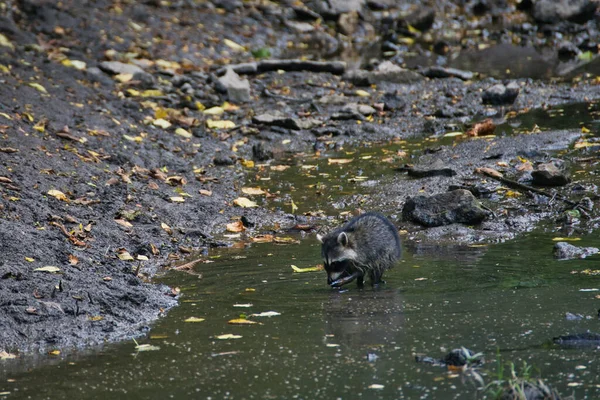 Raton Laveur Sur Une Côte Sale Dans Prairie Nature Center — Photo