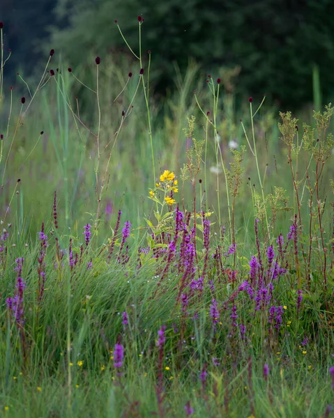 Fioletowe Kwiaty Mokradłach Nad Jeziorem Ostersee Zamazanym Tłem — Zdjęcie stockowe