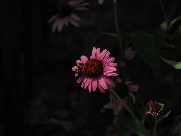 Närbild Vacker Rosa Asterblomma Trädgård — Stockfoto