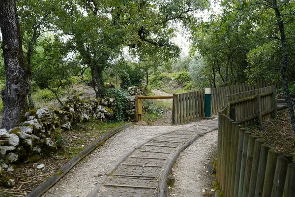 stock image A beautiful view of the wooden pavement that goes through the trees and the stones in the garden