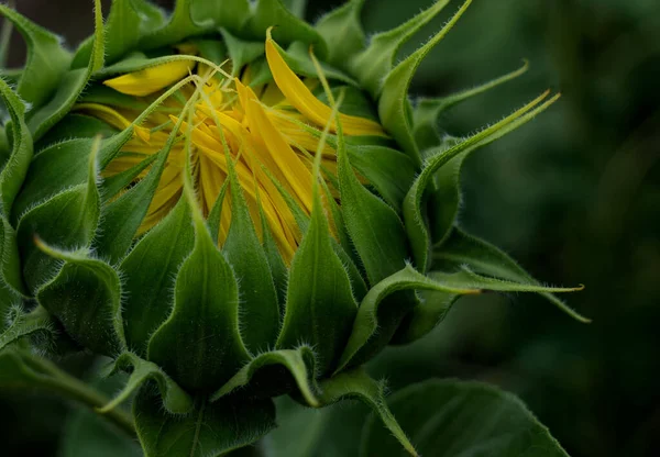 Eine Nahaufnahme Einer Geschlossenen Sonnenblume Einem Strahlenden Sommertag Mit Verschwommenem — Stockfoto