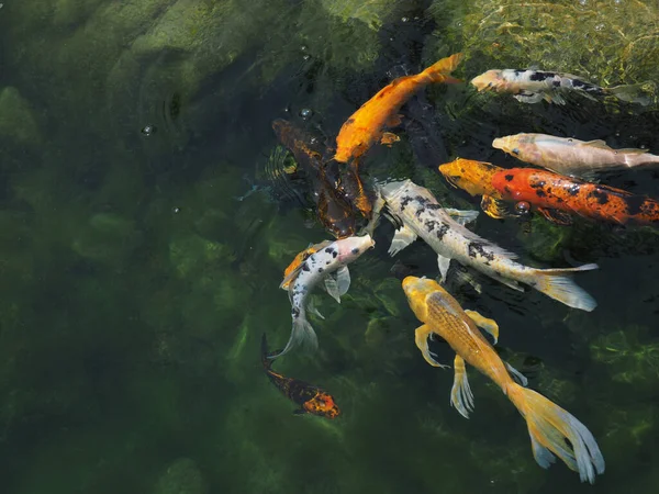 Sebuah Sekolah Ikan Sebuah Kolam Kebun Binatang Topeka Kansas Amerika — Stok Foto