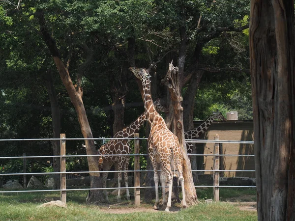 Egy Csoport Zsiráf Ketrecben Topeka Zoo Kansas Egyesült Államok — Stock Fotó