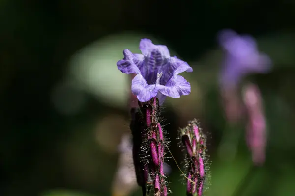 Eine Nahaufnahme Einer Lila Blume Morgen Mit Dem Verschwommenen Hintergrund — Stockfoto