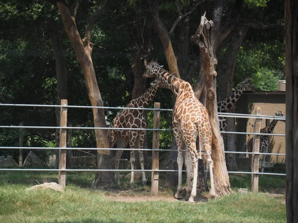 Groupe Girafes Dans Une Cage Zoo Topeka Kansas États Unis — Photo