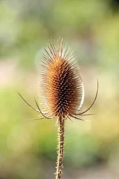 Vertical Shot Beautiful Teasel Plant Bright Summer Day Blurry Background — Stock Photo, Image