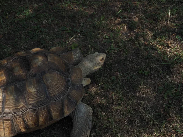 Eine Aufnahme Einer Schildkröte Einem Käfig Topeka Zoo Kansas Vereinigte — Stockfoto