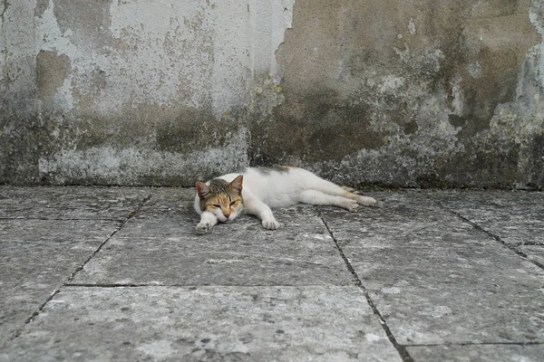 Adorable Chat Endormi Couché Sur Sol Pierre — Photo