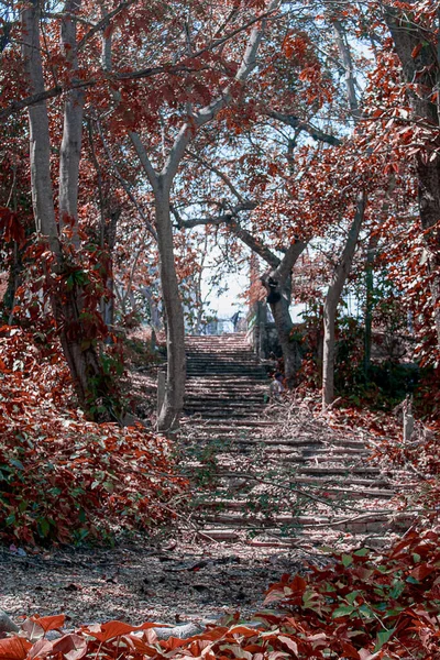 Лестница Через Парк Осенью — стоковое фото