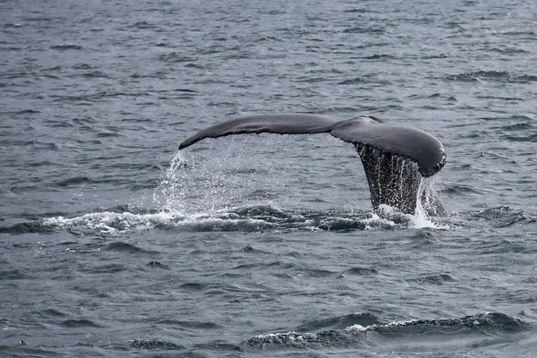 アイスランドのホルマヴィク近くの海でのザトウクジラの物語の高角度ショット — ストック写真