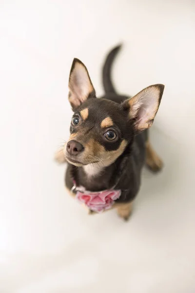 Vertikal Bild Bedårande Toy Terrier — Stockfoto