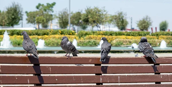 Die Tauben Sitzen Einer Reihe Auf Einer Holzbank — Stockfoto