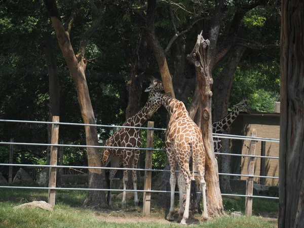 Groupe Girafes Dans Une Cage Zoo Topeka Kansas États Unis — Photo