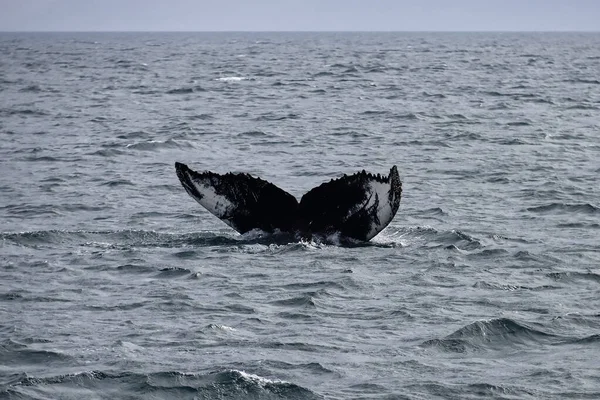 High Angle Shot Humpback Whale Tale Ocean Holmavik Iceland — Stock Photo, Image