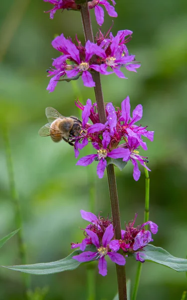 Zbliżenie Pszczoły Kwiecie Zamazanym Tłem — Zdjęcie stockowe