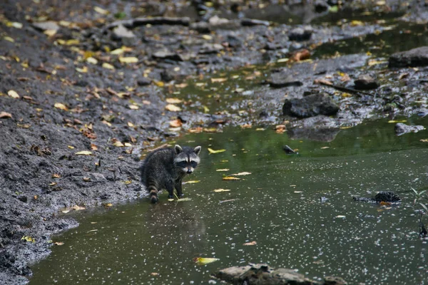 Ένα Ρακούν Μια Βρώμικη Ακτή Στο Prairie Nature Center Olathe — Φωτογραφία Αρχείου