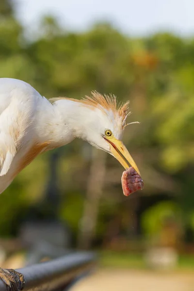 Vertical Shot Bubulcus Ibis Cattle Egret Piece Meat Its Beak — Stock Photo, Image