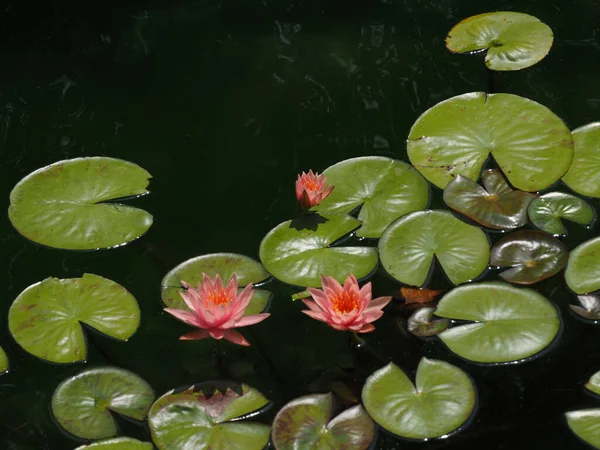 池の睡蓮の美しい景色 — ストック写真