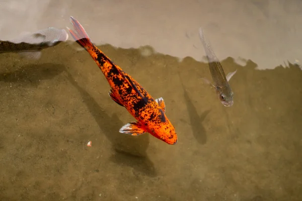 Ikan Koi Jepang Berenang Danau Yang Jernih — Stok Foto