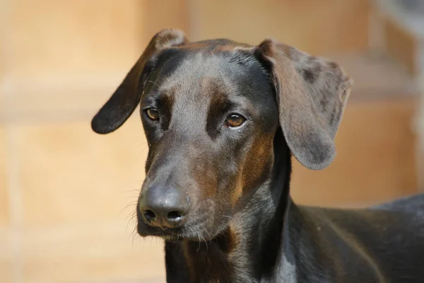 Ένα Χαριτωμένο Καφέ Γερμανικό Pinscher Στον Κήπο — Φωτογραφία Αρχείου