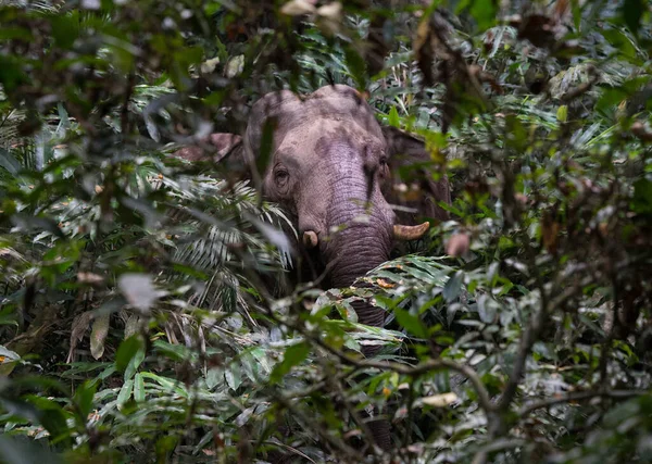 Une Grosse Tête Éléphant Visible Parmi Les Arbres — Photo