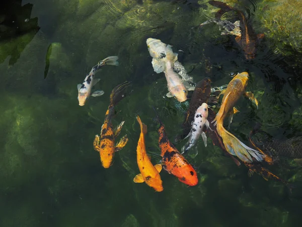 Sebuah Sekolah Ikan Sebuah Kolam Kebun Binatang Topeka Kansas Amerika — Stok Foto