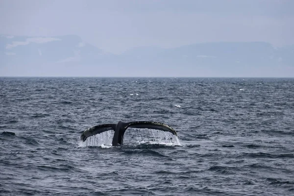 High Angle Shot Humpback Whale Tale Ocean Holmavik Iceland — Stock Photo, Image
