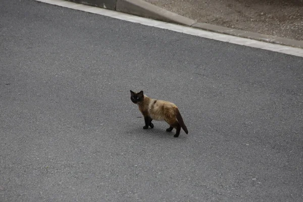 Gatto Siamese Senzatetto Sulla Strada Asfaltata — Foto Stock