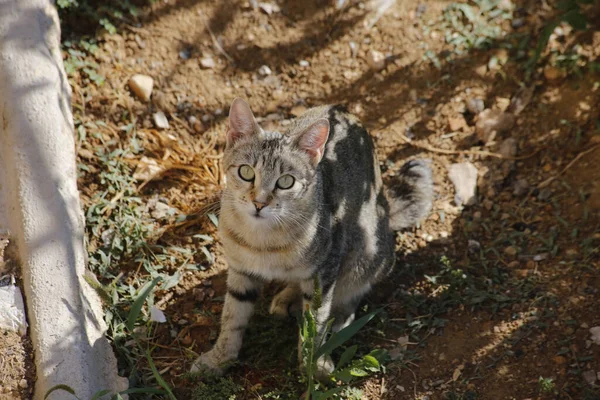 一只欧洲短毛猫在院子里拍的一张高角照片 — 图库照片