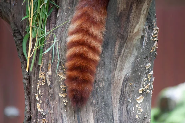 Der Schwanz Eines Waschbären Mit Orangefarbenem Fell Auf Dem Baum — Stockfoto