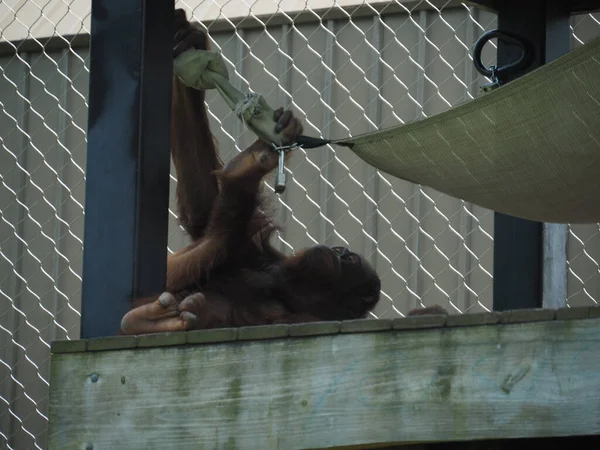 Ein Affe Einem Käfig Topeka Zoo Kansas Usa — Stockfoto
