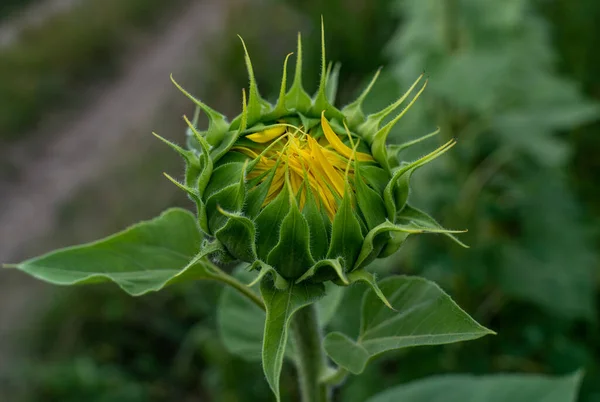 Närbild Blommande Solros Växt Ett Frodigt Fält Med Suddig Bakgrund — Stockfoto